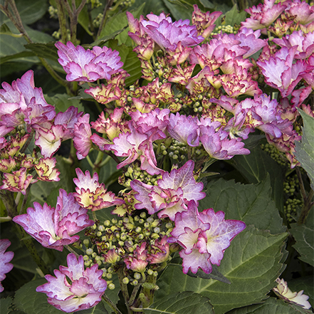 purple lacecap hydrangea blooms