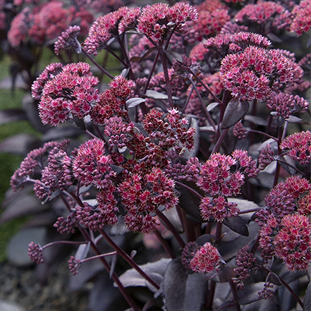 chocolate fountain sedum has dark purple foliage and pink flowers