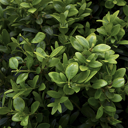 green tower boxwood