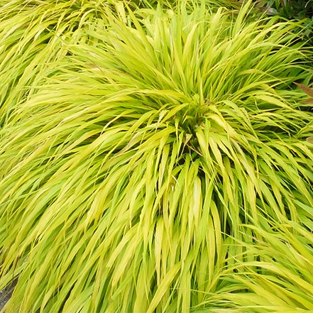 all gold japanese forest grass foliage