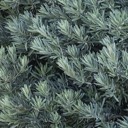 blue podocarpus leaves