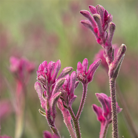 kanga pink kangaroo paw flowers