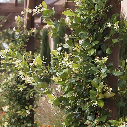 white jasmine flowers with green leaves