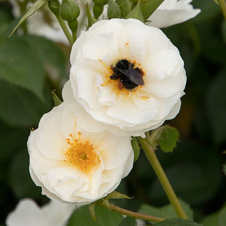 white rose flowers with yellow center and bees