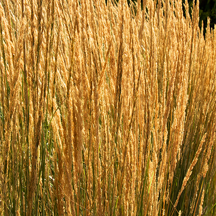 overdam feather reed grass has rich gold foliage in fall