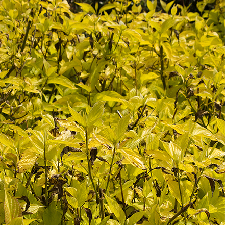 yellow foliage prairie fire dogwood