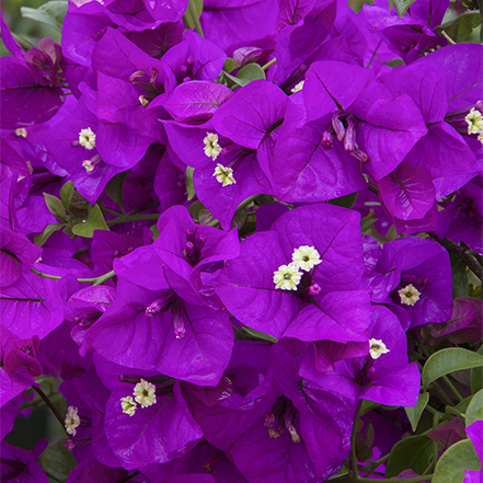 purple bougainvilla flowers