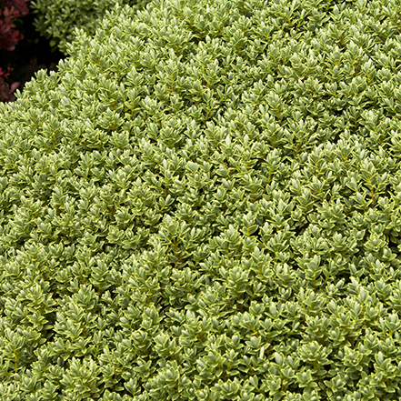 green hebe shrub leaves