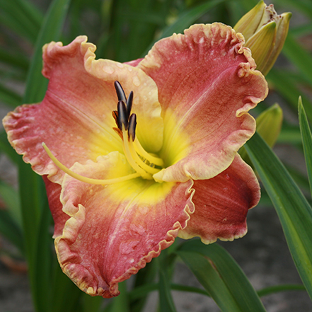 orange and yellow bloom of titan skye daylily