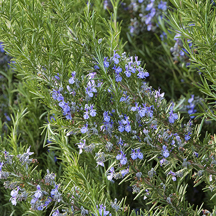 tuscan blue rosemary