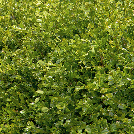 green boxwood leaves