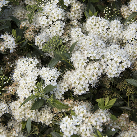 white yeti spirea flowers