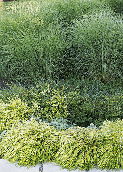 japanese forest grass, brunnera, and maiden grass in border