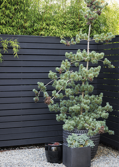 pine tree in container against black fence with bamboo growing behind