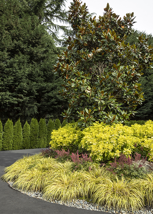 layered planting with shrubs around small tree in center