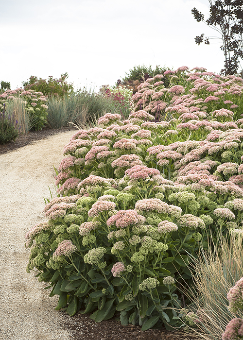 autumn joy sedum along a pathway