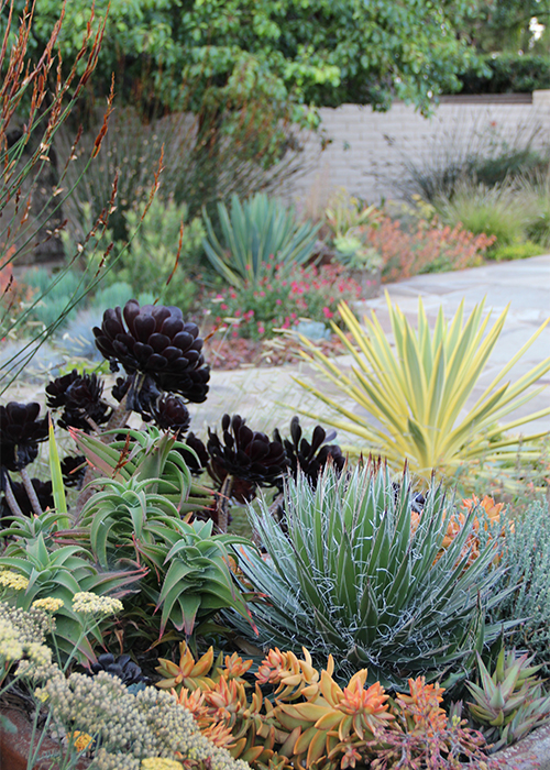 succulents in container