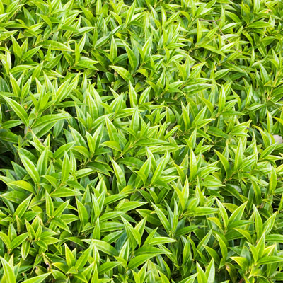 18 Beautiful Deer Resistant Shrubs to Protect Your Garden