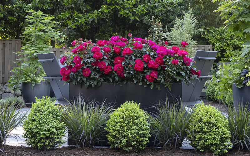 pink easy-care roses in a container with grasses and boxwoods in front