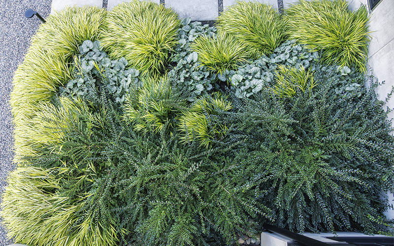 birds eye view of lush green garden