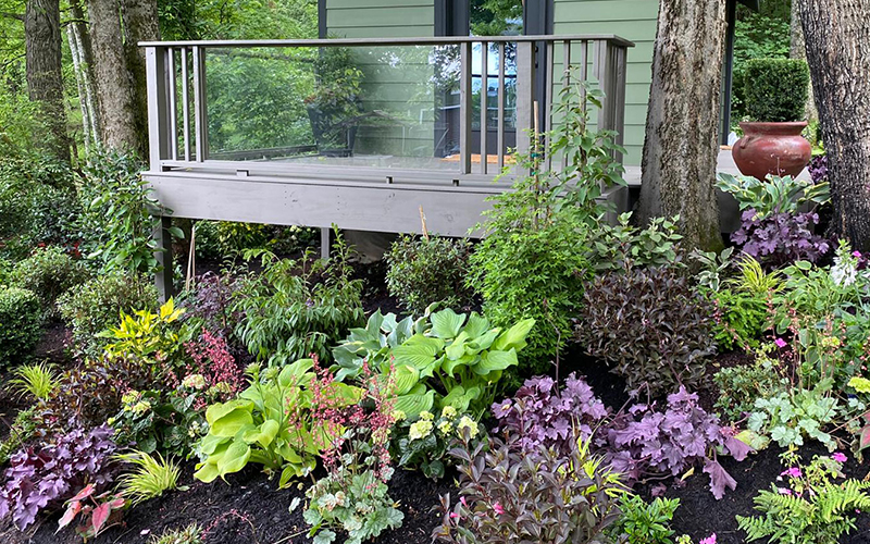 purple coral bell leaves and green foliage plants in shady garden in front of yoga shed