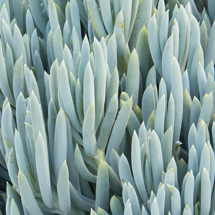 Blue Chalksticks