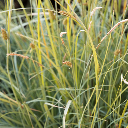 Blue-Sedge