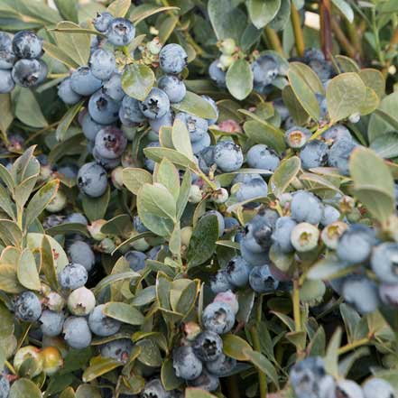 Bountiful Blue® Blueberry