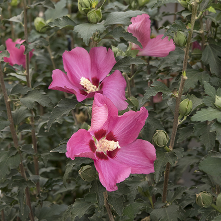 pink rose of sharon flowers with deep red-violet center