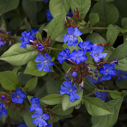 purple plumbago groundcover flowers and green leaves