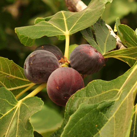 fig fruit on fig tree