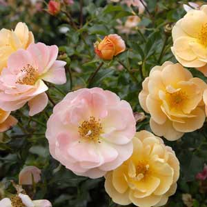 Flower Carpet® Amber Groundcover Rose