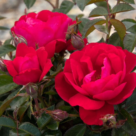 The Best Roses for Containers