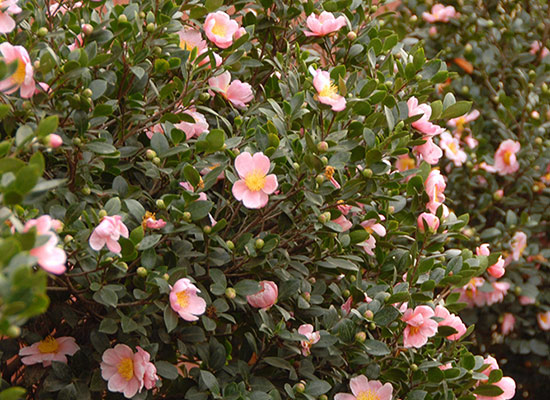 dark pink roses