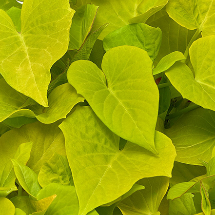 lime green sweet potato vine foliage