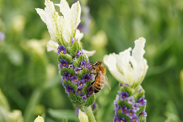 pollinator_600x400