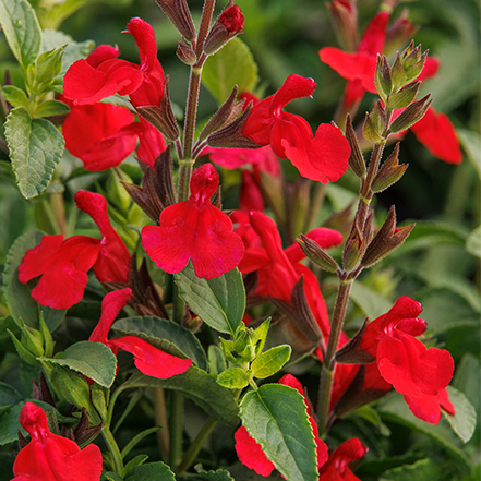 red salvia flowers