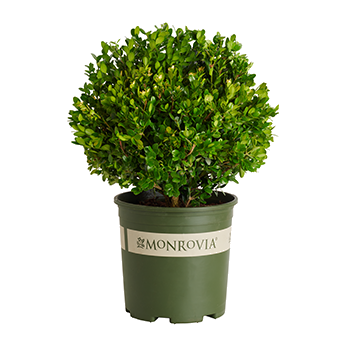 boxwood_retailer_350sq