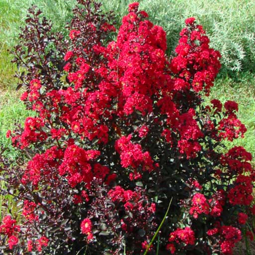 Grow Crape Myrtle for winter interest (More than just a pretty bloomer)