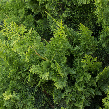 Jade Waves™ Fernspray False Cypress