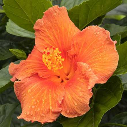 Jazzy Jewel® Amber Hibiscus