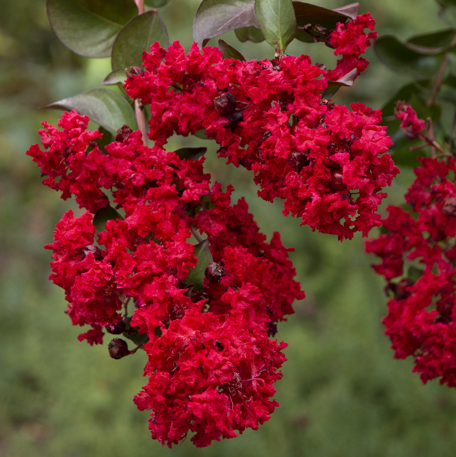 Red blooms on Crape Myrtle