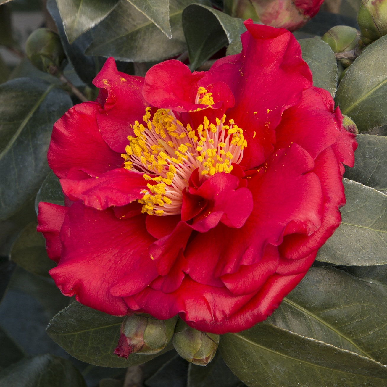 Bob Hope Camellia