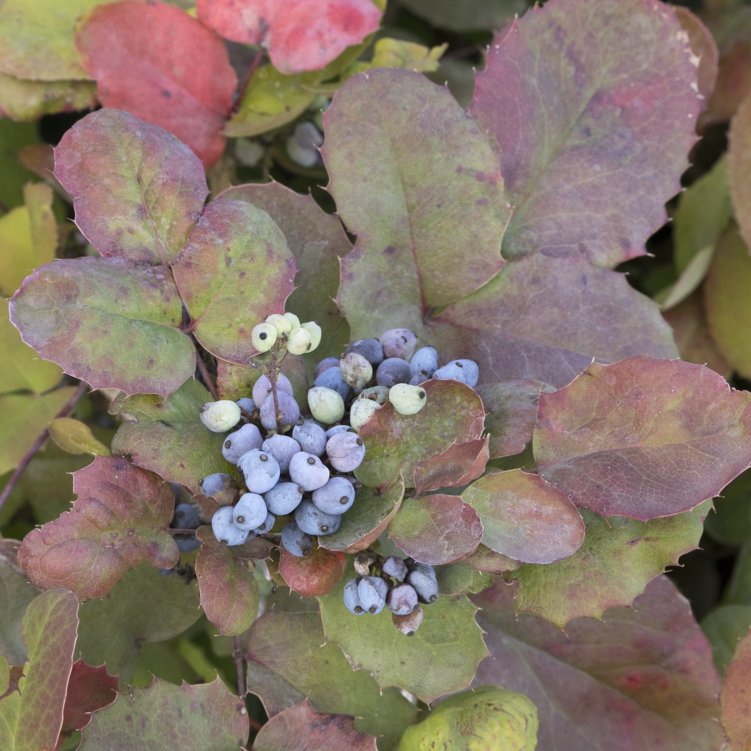 Darkstar Creeping Oregon Grape