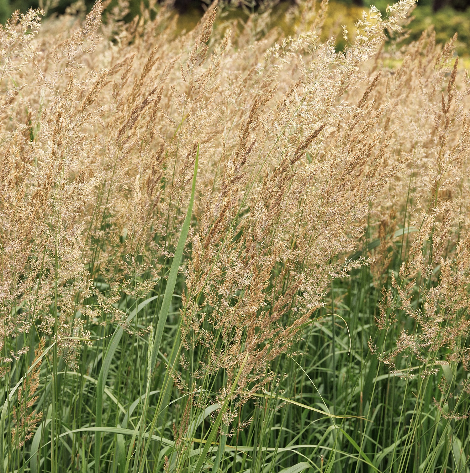 1401_Calamagrostis_x_acutiflora_Karl_Foerster_plumes_2668MNC_1