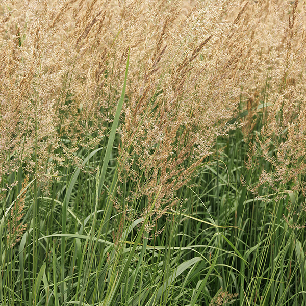 1401_Calamagrostis_x_acutiflora_Karl_Foerster_plumes_2668MNC_2