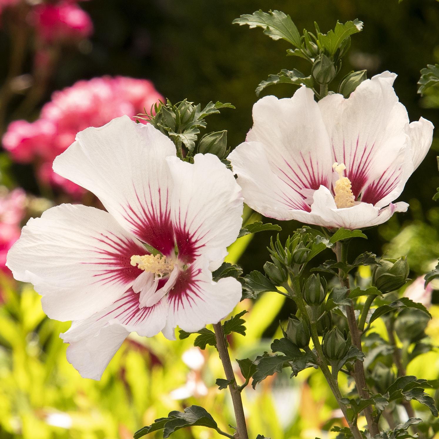 white and rep blooms in garden setting