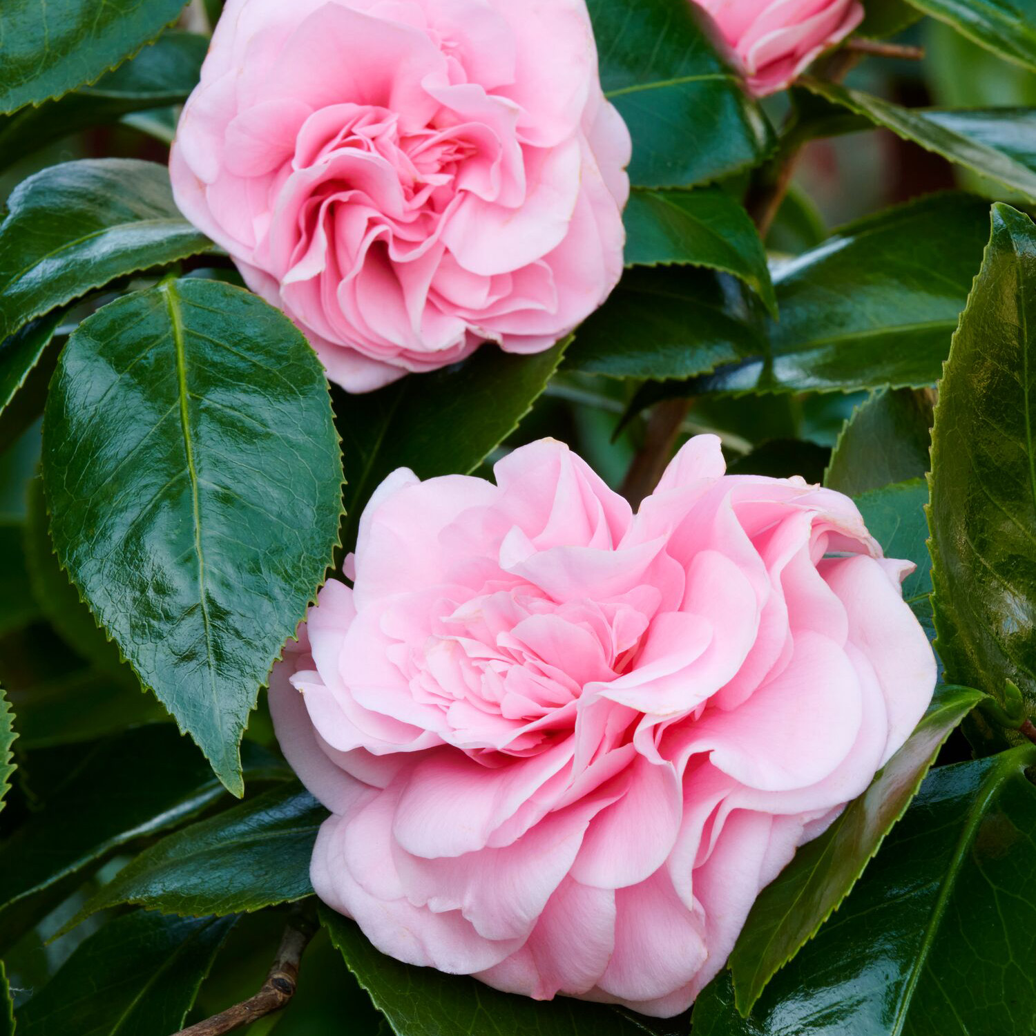 first love gardenia flowers