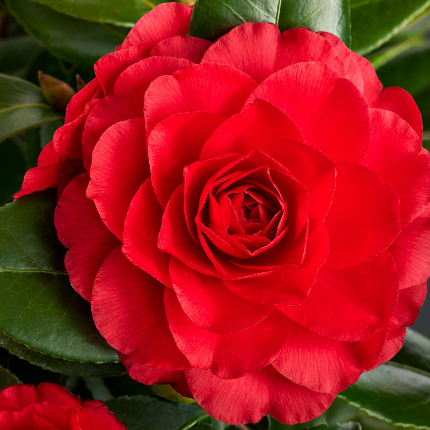 1725_Camellia_japonica_Nuccio_s_Bella_Rossa__0050MNC