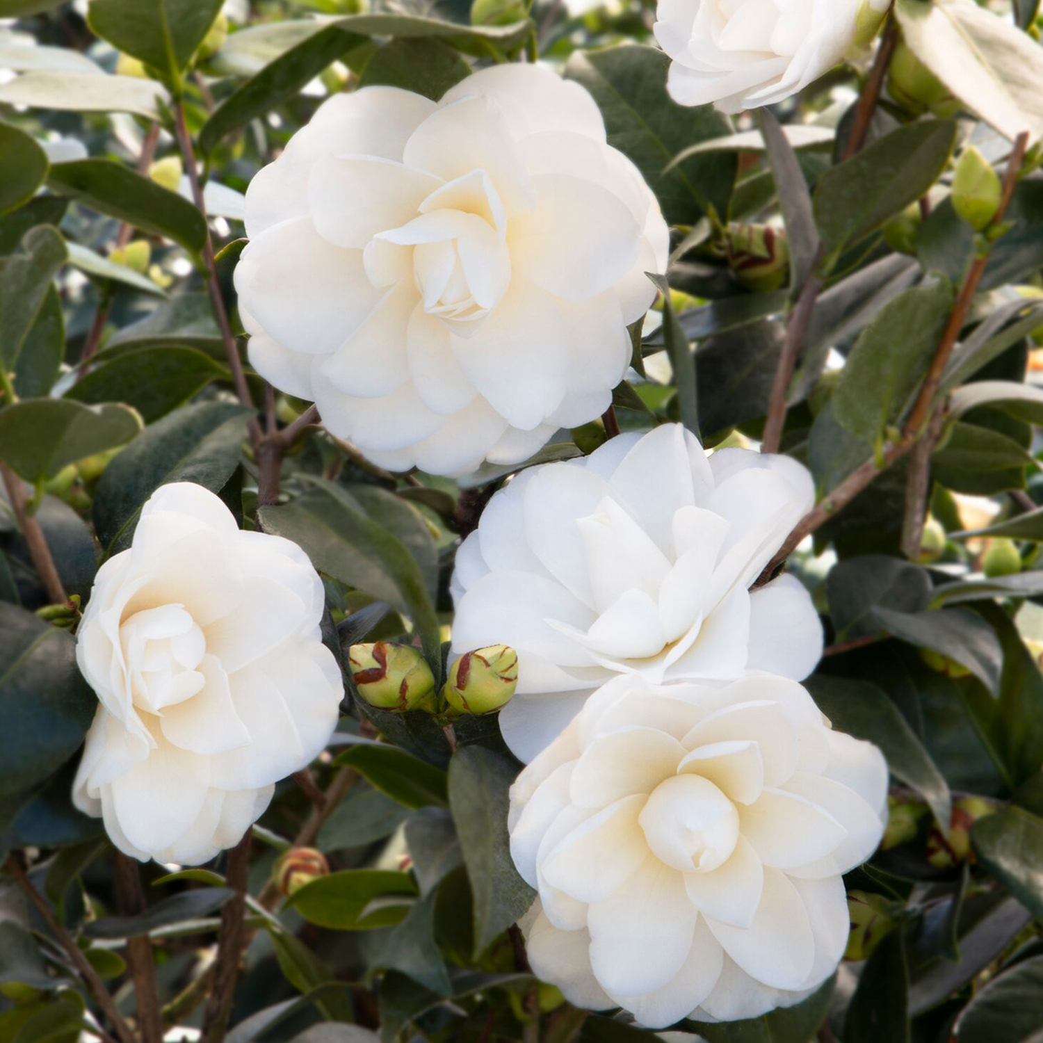 white gardenia flowers with green foliage